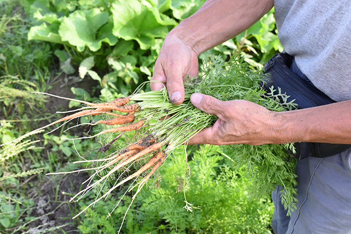 年間80種を扱う徳島県阿波市の有機野菜農家小野さんを訪問