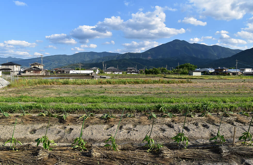 香川県さぬき市でセルバチコやコリンキーなどのイタリアン野菜を育てている瀬尾さんを訪問