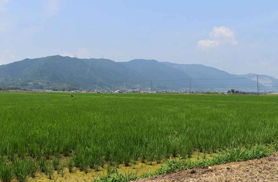 10代続くお米農家さんが作る無農薬野菜！三重県桑名市の鷲野さんを訪問