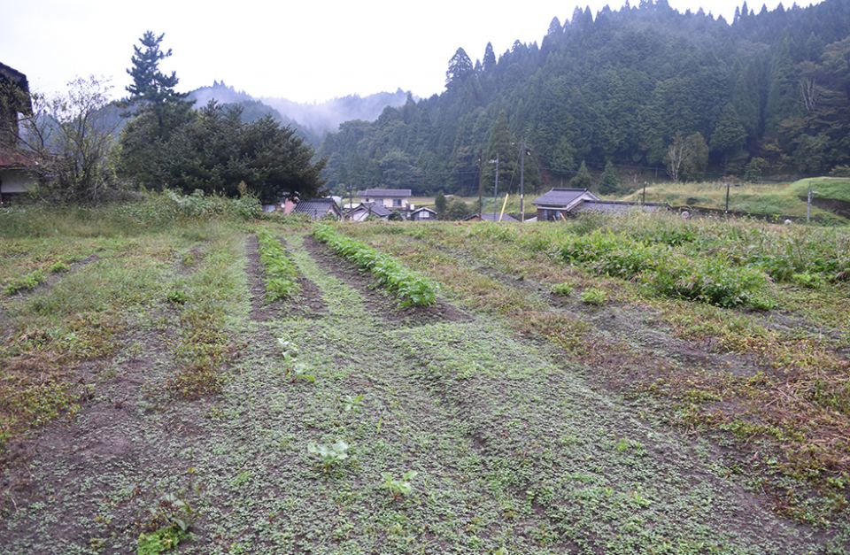 藍と野菜を自然栽培をする鳥取県八頭郡の前田さんを訪問