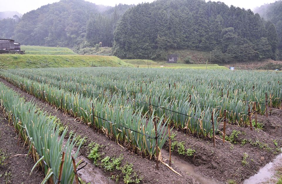 ネギ畑で挙式！鳥取県八頭郡で有機農家を営む山口さん訪問