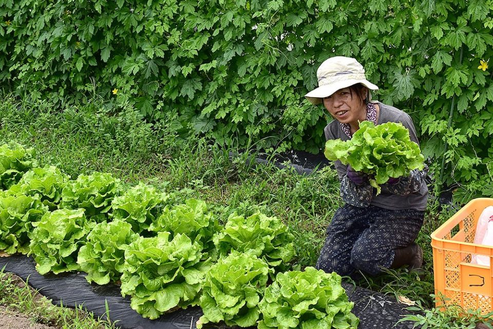 お客様の笑顔を直接見たい！無農薬野菜をつくる愛知県江南市の木村さんを訪問