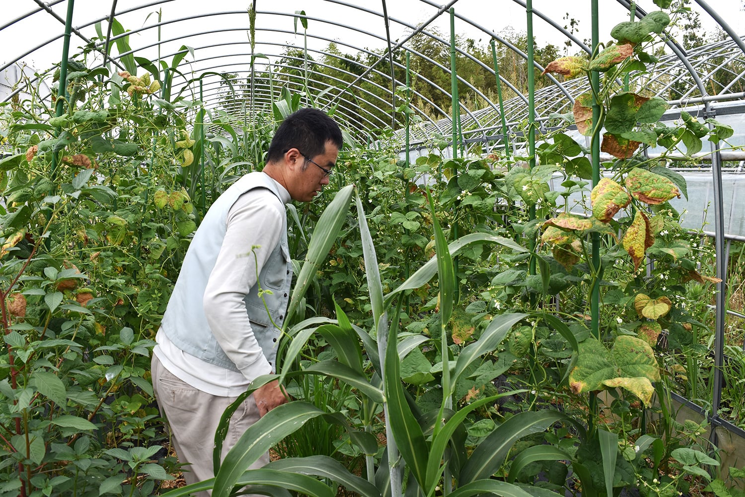 炭素循環農法でおいしい野菜を作る！静岡県浜松市で無農薬農家を営む和久田さんを訪問