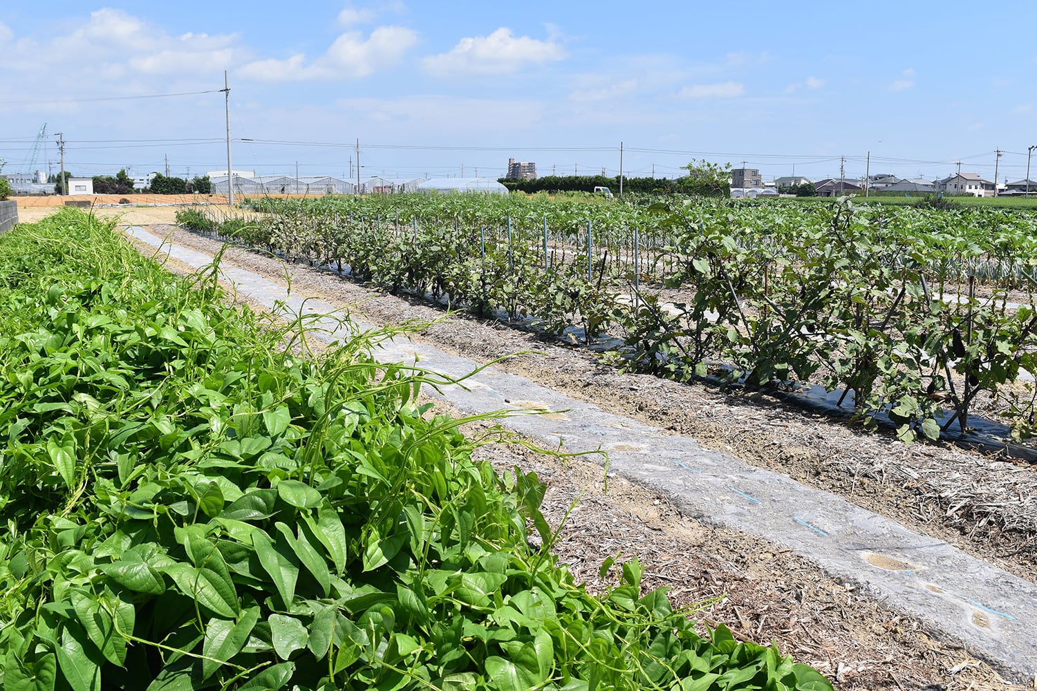 炭素循環農法は肥料が少なくて良い！静岡県浜松市で無農薬農家を営む馬淵さんを訪問