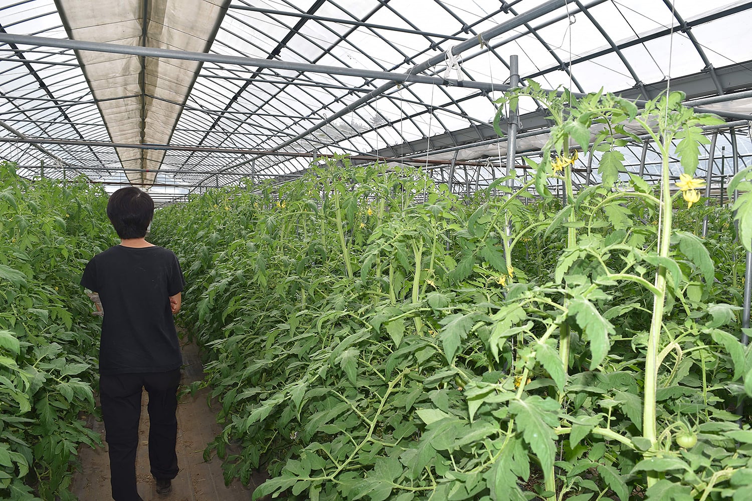 おいしいトマトを栽培！長野県伊那郡で無農薬農家を営む石川さん訪問
