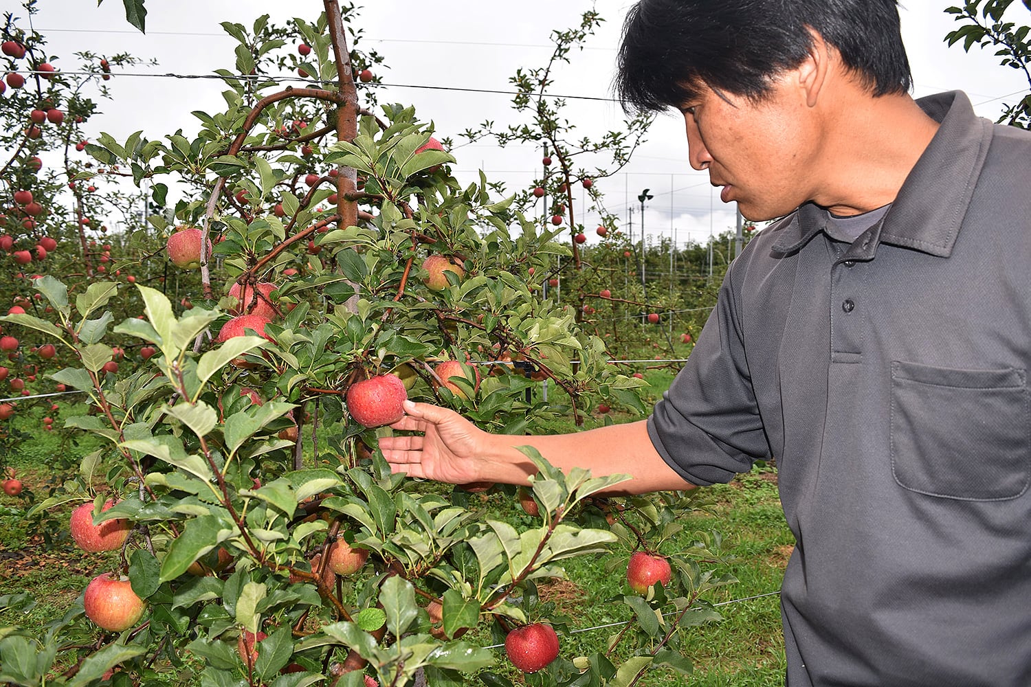 手間暇かけて美味しいリンゴを作る！長野県佐久市の小林さん訪問