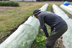 植物の特性を理解し土と気長に付き合う有機農家！愛知県江南市の木村さんを再訪問