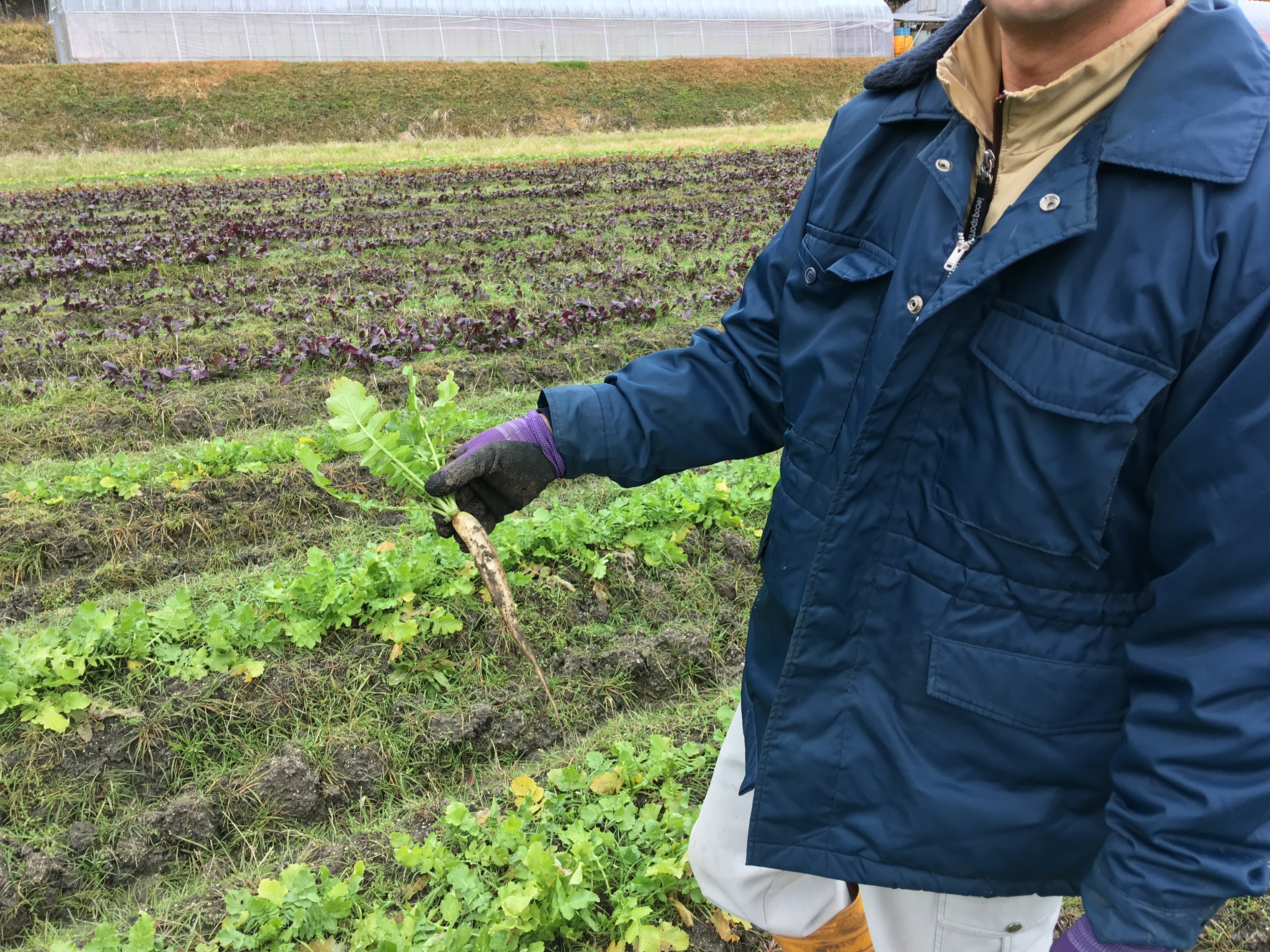 5haの無農薬畑を管理する京都府京丹後市で無農薬農家を営む中川さんを訪問