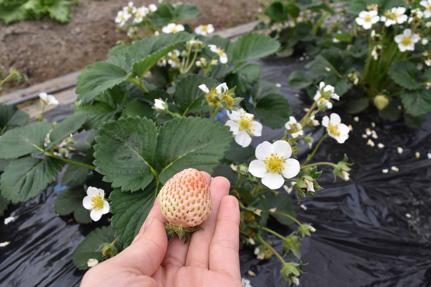 100種類以上の有機野菜を栽培！兵庫県豊岡市で有機農家を営む由良さんを訪問