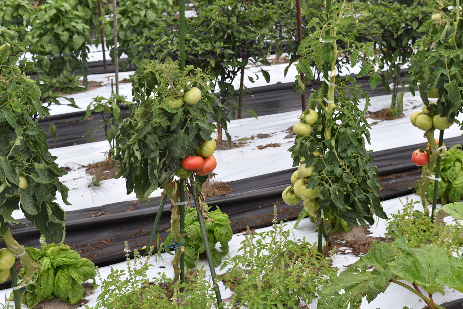 保護中: たくさんの夏野菜を無農薬で栽培！兵庫県淡路市の野田さん訪問