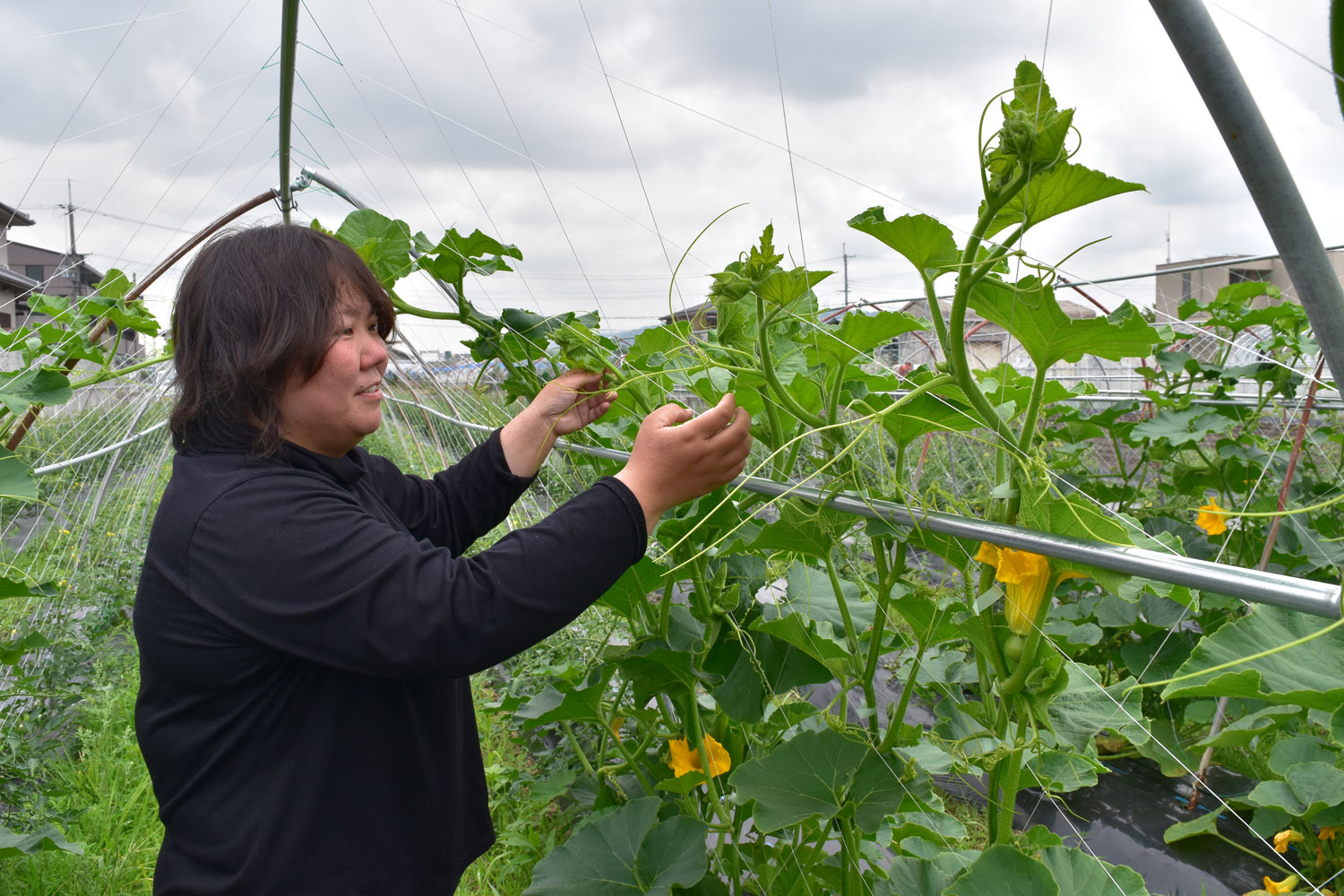 露地でおいしい無農薬のトマトを栽培！大阪府羽曳野市の川崎さん訪問