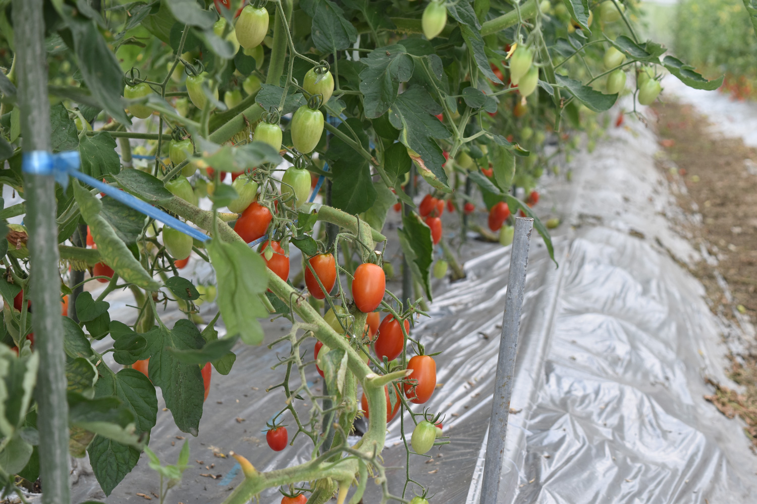 魚系の肥料を使った土でトマトを無農薬栽培！高知県長岡郡の永森さん訪問