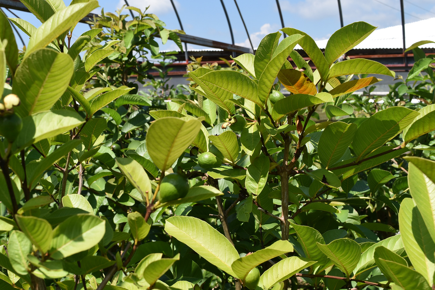 無農薬栽培でグァバを作る！高知県南国市の西川さん訪問