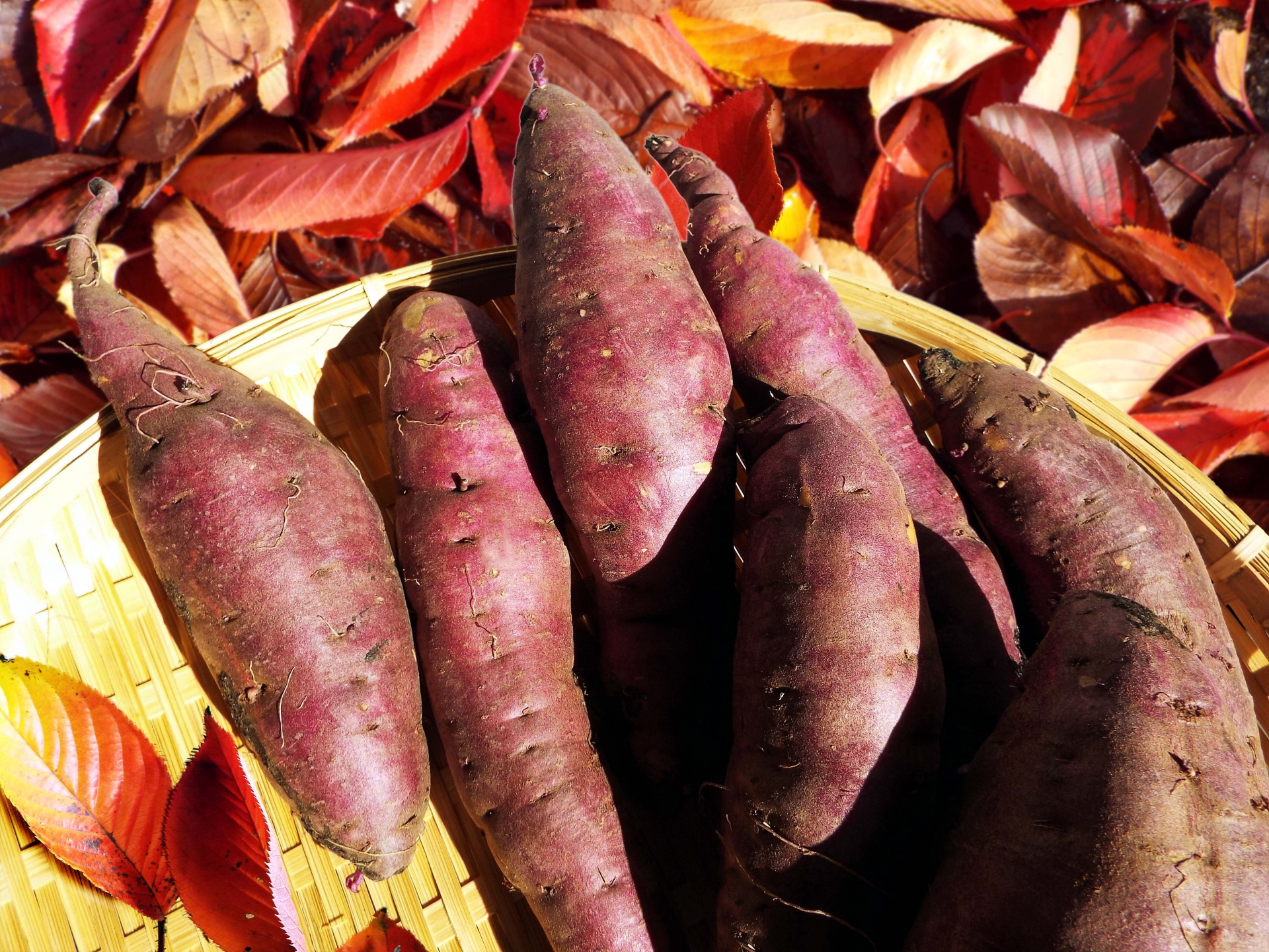 秋を代表する旬野菜「さつまいも」品種別おすすめの食べ方